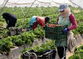 Moroccan seasonal agricultural workers in Huelva continue to endure brutal, life-threatening conditions that rights groups say have long been ignored.