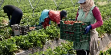 Moroccan seasonal agricultural workers in Huelva continue to endure brutal, life-threatening conditions that rights groups say have long been ignored.