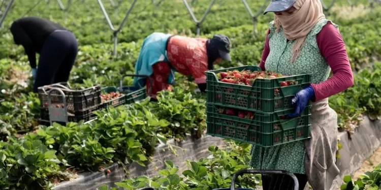 Moroccan seasonal agricultural workers in Huelva continue to endure brutal, life-threatening conditions that rights groups say have long been ignored.