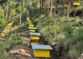 PM Abiy highlights green legacy’s vital role in boosting national honey production