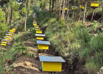 PM Abiy highlights green legacy’s vital role in boosting national honey production