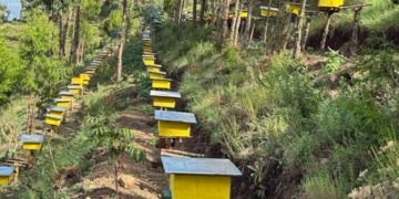 PM Abiy highlights green legacy’s vital role in boosting national honey production