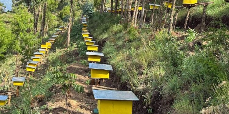 PM Abiy highlights green legacy’s vital role in boosting national honey production