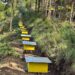 PM Abiy highlights green legacy’s vital role in boosting national honey production