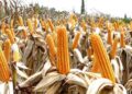 Milenge targets 40,000 tonnes of maize by 2031