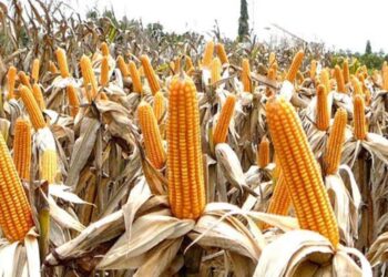 Milenge targets 40,000 tonnes of maize by 2031