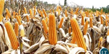 Milenge targets 40,000 tonnes of maize by 2031