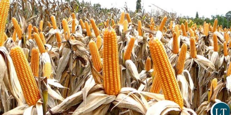 Milenge targets 40,000 tonnes of maize by 2031