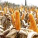 Milenge targets 40,000 tonnes of maize by 2031